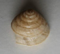 /products/trochidea-elegans-gmelin-1791/